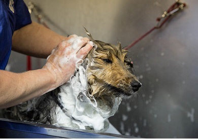 Luxurious Warm Bath